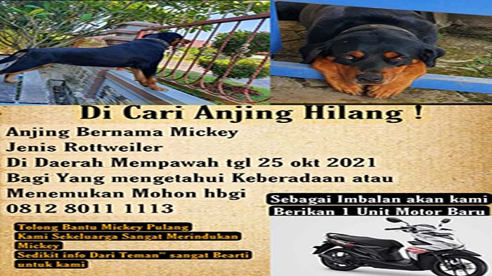 Anjing Kesayangan Hilang, Acun dan Keluarga Naikkan Sayembara dari Rp 10 Juta Jadi 1 Unit Honda Beat