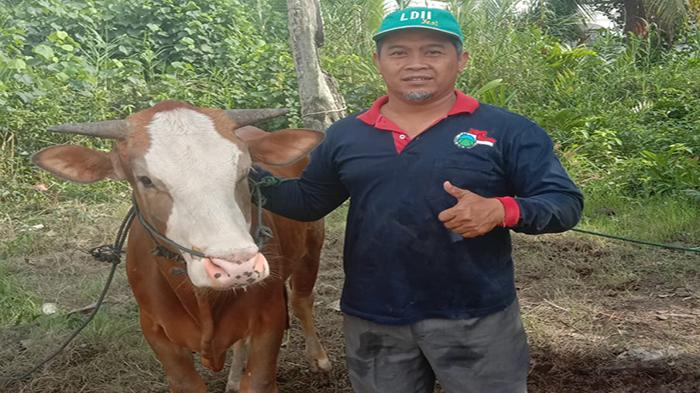 Menjadi Amalan yang Dicintai Allah, Tebar Qurban LDII Kalbar Tembus Rp 4 Miliar Lebih