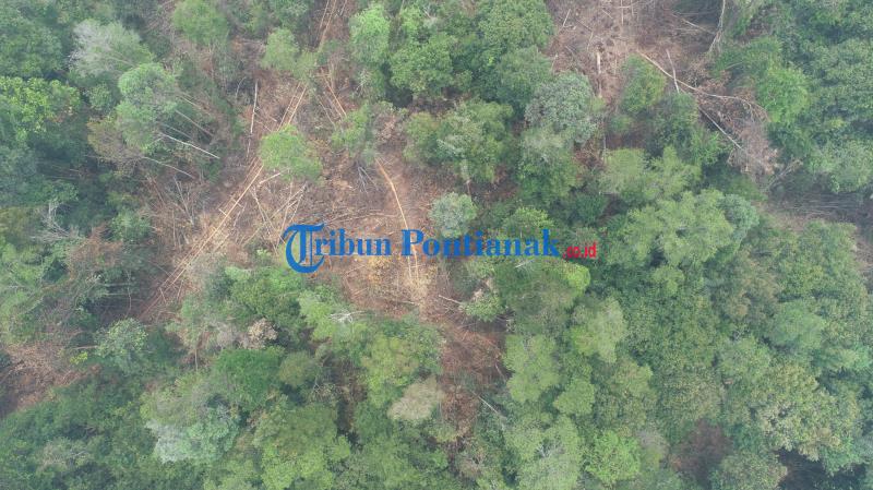 FOTO DRONE: Jalur Menuju Hutan untuk Mengambil Kayu Diduga Ilegal Logging di Teluk Bakung Kubu Raya - jalur-menuju-hutan-untuk-mengambil-kayu-ilegal-logging-di-desa-teluk-bakung-3.jpg