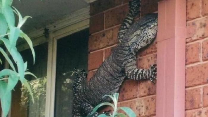 kadal-raksasa-di-dinding_20151205_082729.jpg