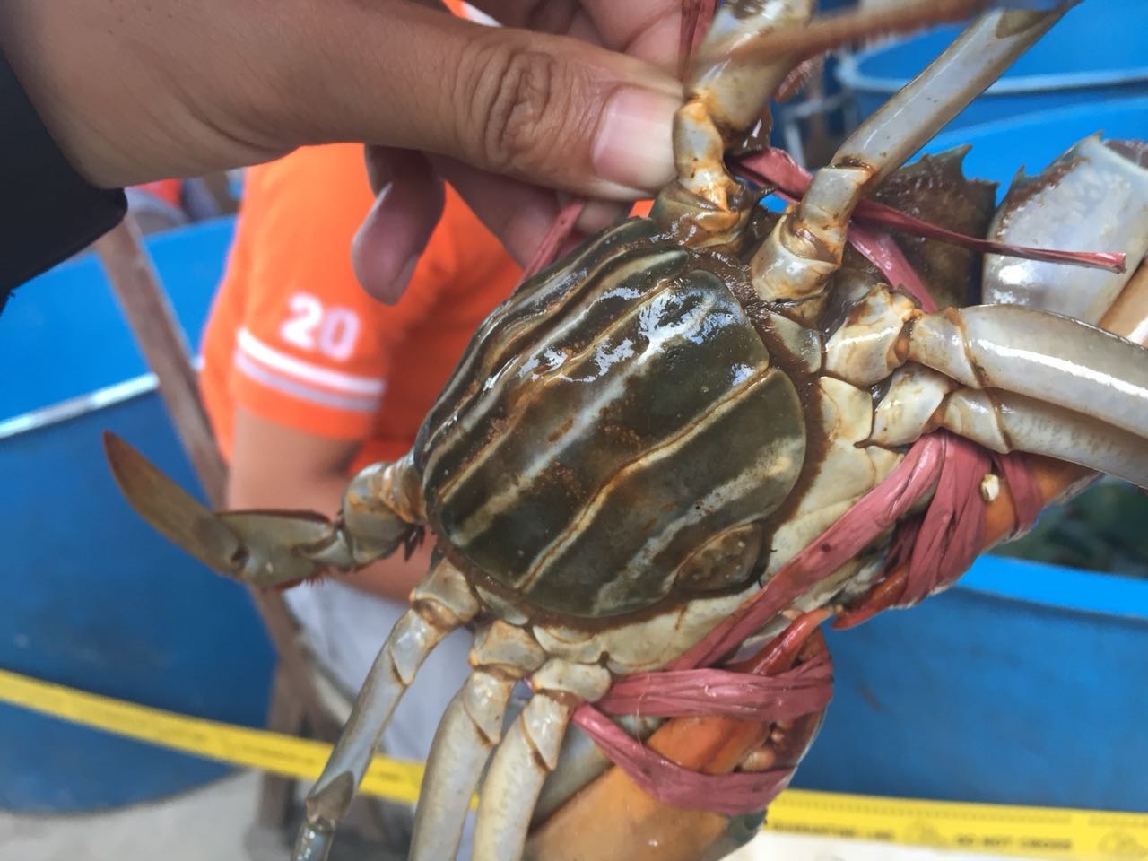 SAMPAN Bina Masyarakat Kubu Raya, Benihkan Kepiting dan Target 200 Ribu Sekali Produksi