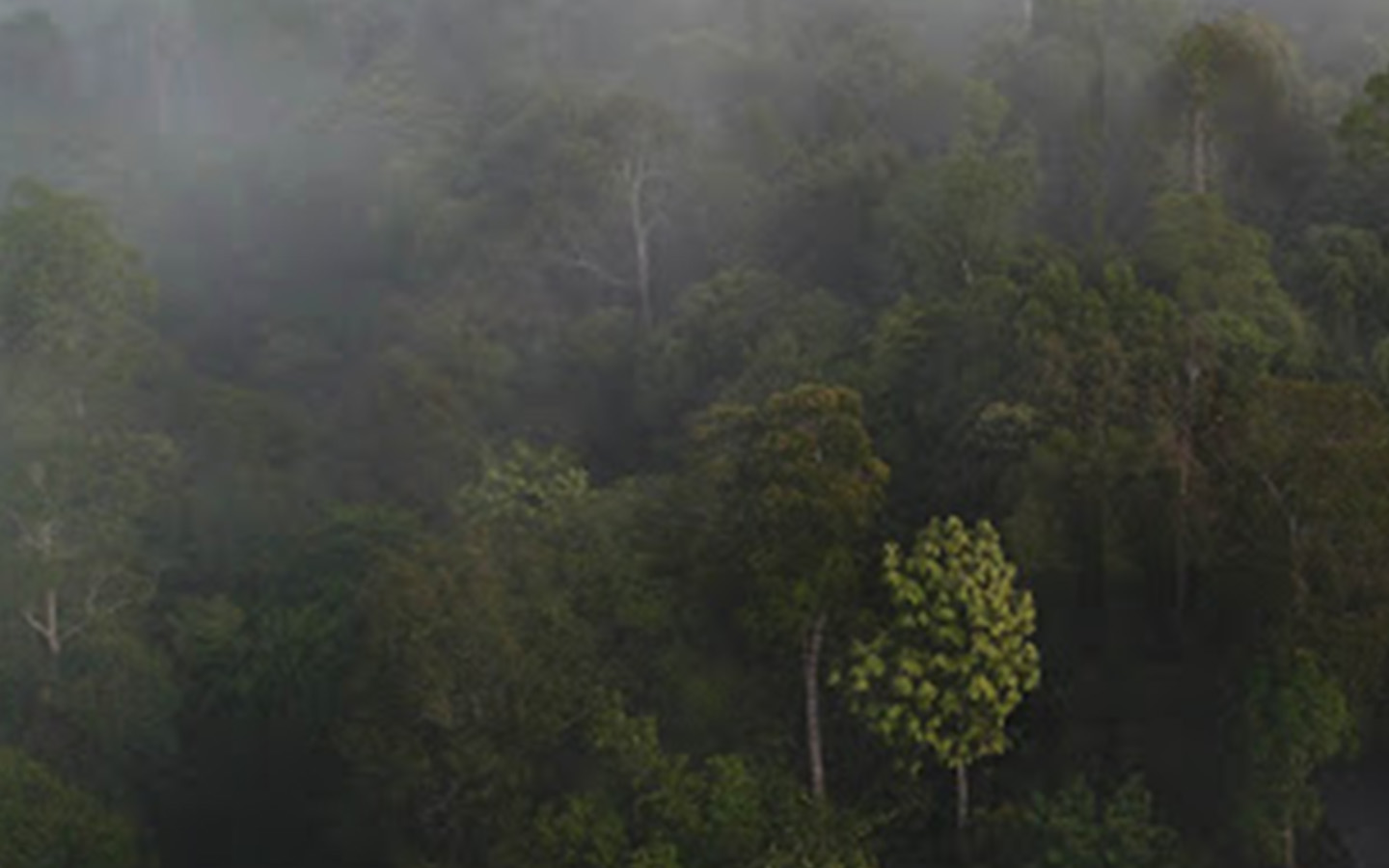 KISAH Perjalanan Deki Tersesat Selama 5 Hari, Perkampungan 'Gaib' di Tengah Hutan Belantara Sambas