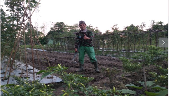 Kopda Erianto Isi Waktu Libur dengan Berkebun dan Beternak Sapi