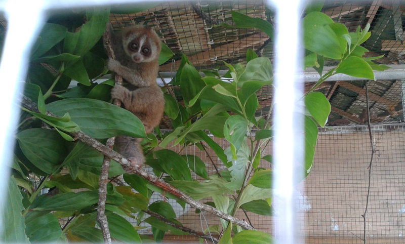 Tujuh Ekor Kukang dari Pontianak Tiba di Ketapang