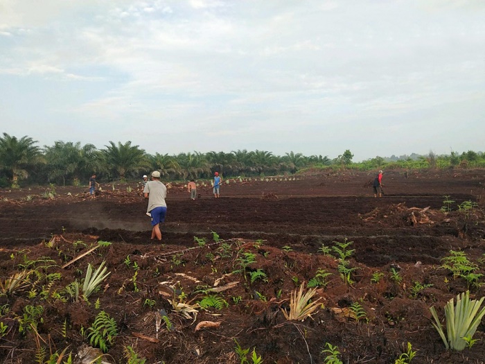 Kelola Lahan Pertanian untuk Cegah Karhutla, MPA Desa Kuala Dua Raup Untung hingga Rp 70 Juta