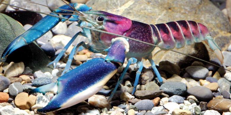 Kapal Terbelah Dua Dihantam Ombak, Nelayan Pencari Lobster Terombang-ambing di Laut