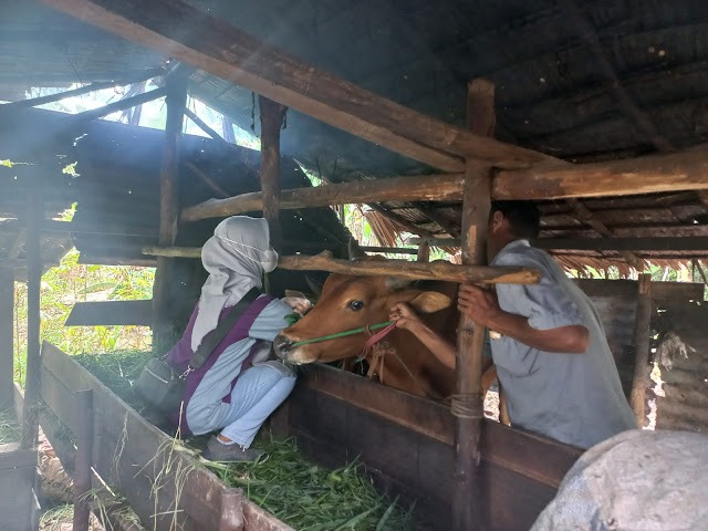 5 Kecamatan di Sambas Ditemukan Ternak Suspek PMK, Petugas Imbau Peternak Tak Masukkan Hewan Baru