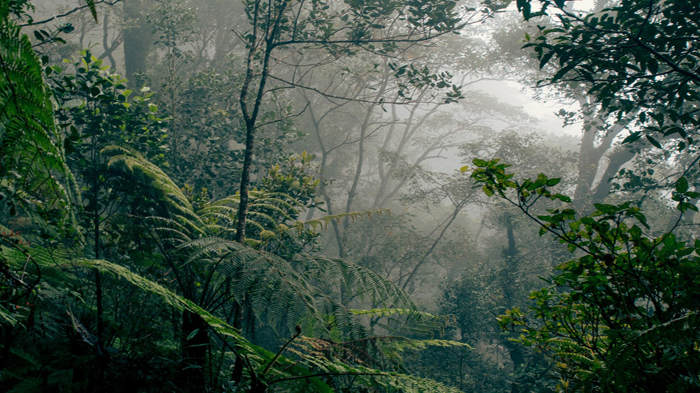 MISTIS Tengah Malam di Hutan Belantara Sambas, Deki Didatangi Gadis Kecil dan Minta Sesuatu
