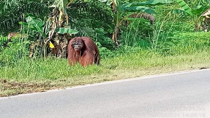 munculnya-orangutan-di-jalan-nasional-yang-menghubungkan.jpg