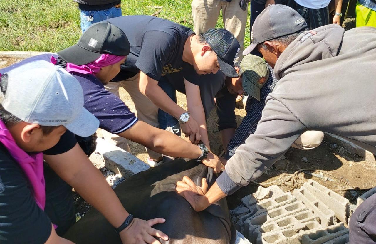 Bolehkah Memotong Hewan Kurban Sendiri dan Apa Hukumnya ? Simak Penjelasan Buya Yahya