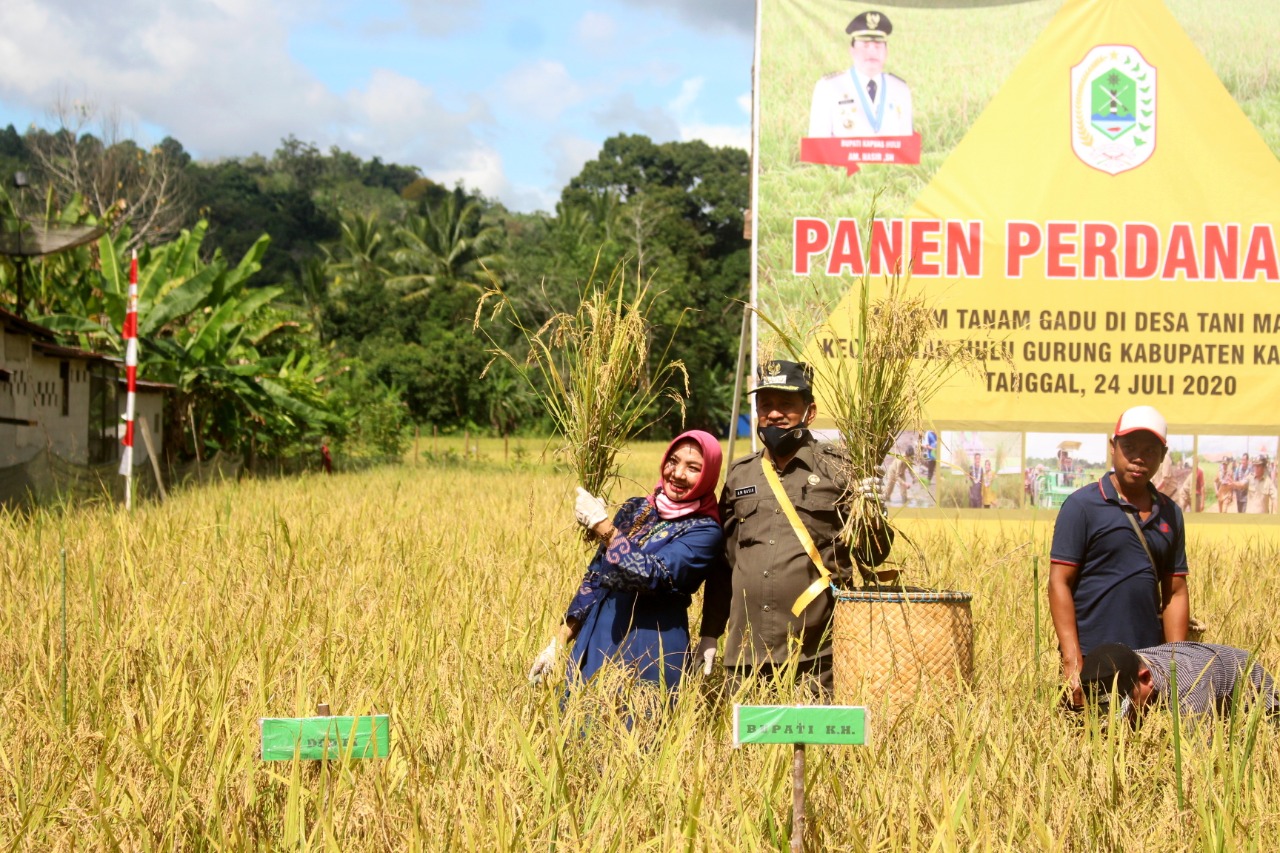 nasir-dan-istri-panen-padi.jpg