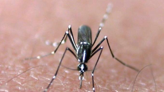 nyamuk-kk_20150525_205115.jpg
