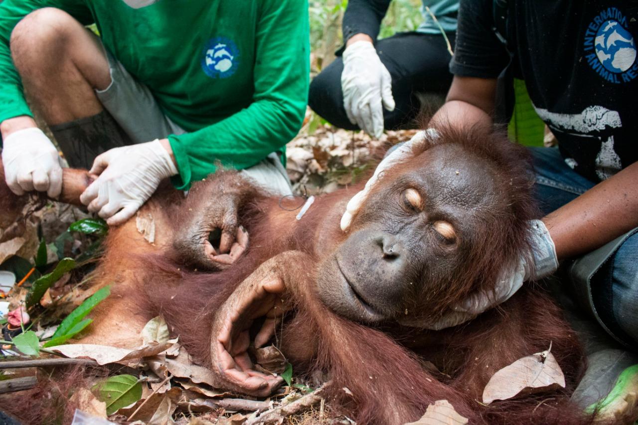 Orangutan jadi Korban Karhutla di Ketapang, Begini Kondisinya