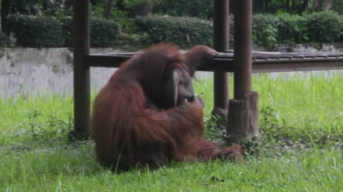 orangutan-isap-rokok_20180308_002122.jpg