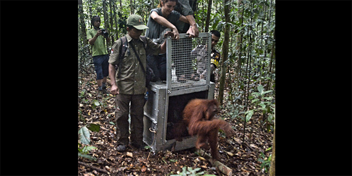 Empat Orangutan Dilepasliarkan di TNBBBR Kalbar