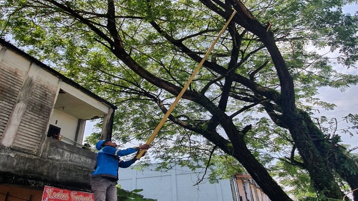 PLN UP3 Pontianak Rutin Lakukan Pemeliharaan Jaringan Demi Keandalan Listrik