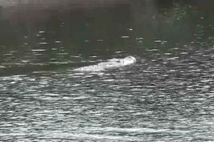 Kawanan Buaya Raksasa Siap Menerkam, Warga Tak Takut Lintasi Jembatan Lapuk dan Bocor