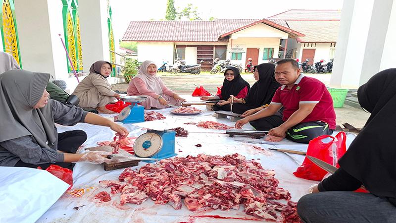 Kemenag Mempawah Salurkan 19 Ekor Sapi Kurban ke Seluruh Kecamatan Sambut Idul Adha 1446 H