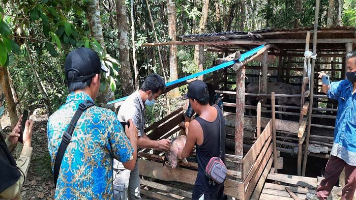 Pemberian Pakan Sisa pada Babi, Jadi Sumber Penyebaran Virus ASF di Kabupaten Sintang