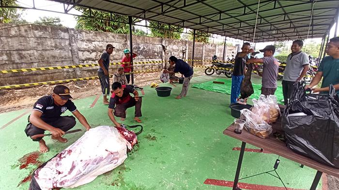 Hari Raya Idul Adha 1445 H, PLN UBP Sintang Sembelih Sapi dan Kambing