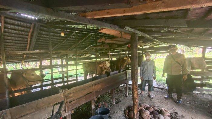 Mirip Dengan Penanganan Covid-19, Vaksinasi PMK di Kalbar Akan Libatkan TNI-Polri