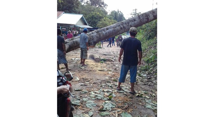 Pohon Besar Tumbang ke Jalan, Timbulkan Kemacetan Kendaraan di Nanga Mahap