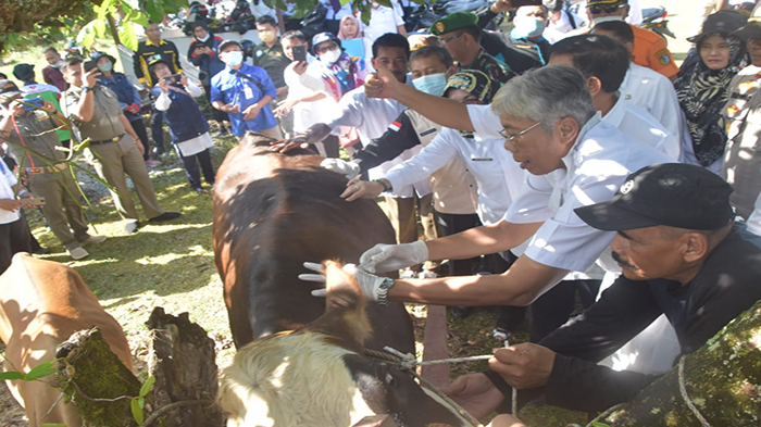 Vaksinasi PMK Tahap Pertama di Sintang Selesai, Satgas Bentuk Posko Monitoring Lalu Lintas Ternak