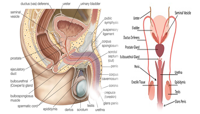 Gey porno latinolar Cherepovets porno sayt