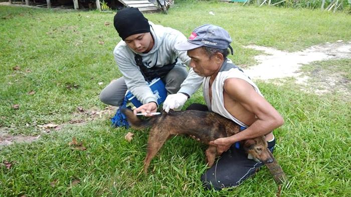 Waspada Rabies, Sintang Catat 535 Kasus hingga 19 Juli 2023, Terbanyak di Kecamatan Sintang