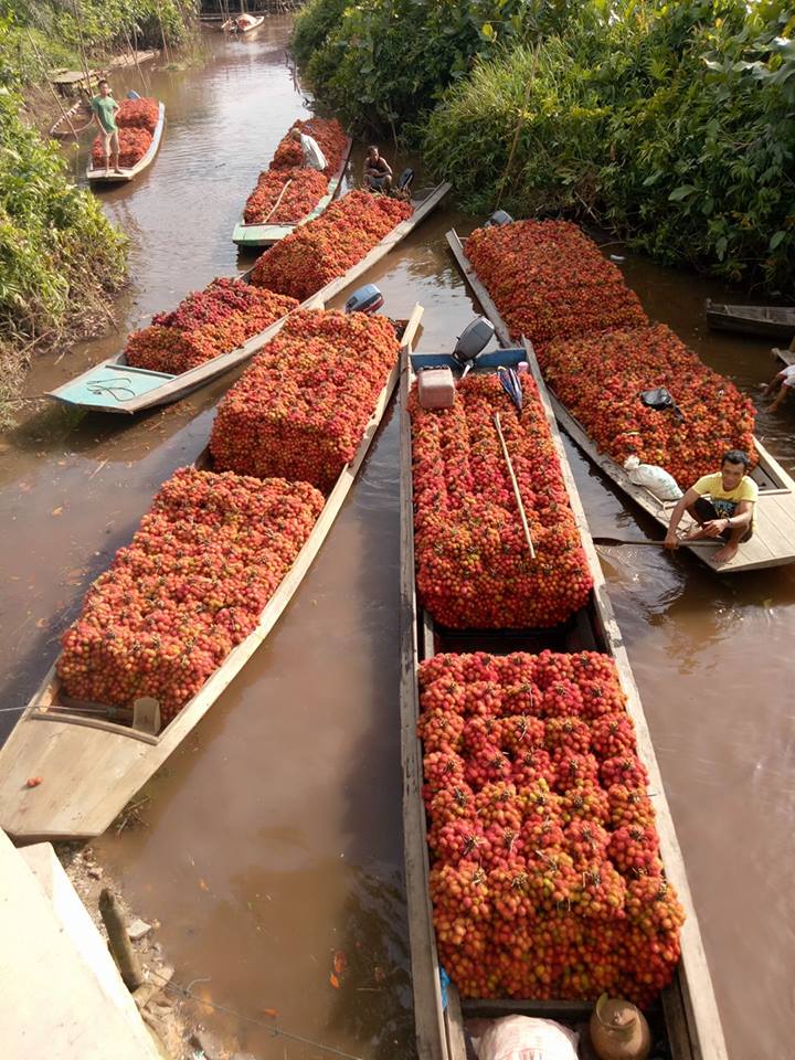 Penampakan Rambutan Tengguli Sambas, Wow Banyaknya!