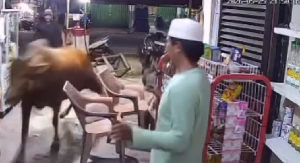 sapi-kurban-lepas-di-Mempawah-sapi-ngamuk-masuk-warung-kopi.jpg