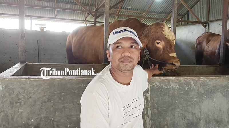 sapi-yang-dibeli-oleh-Presiden-Prabowo23w423.jpg