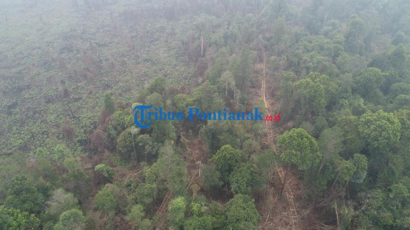 FOTO DRONE: Jalur Menuju Hutan untuk Mengambil Kayu Diduga Ilegal Logging di Teluk Bakung Kubu Raya - sebuah-jalur-menuju-hutan-untuk-mengambil-kayu-ilegal-logging-di-desa-teluk-bakung-2.jpg