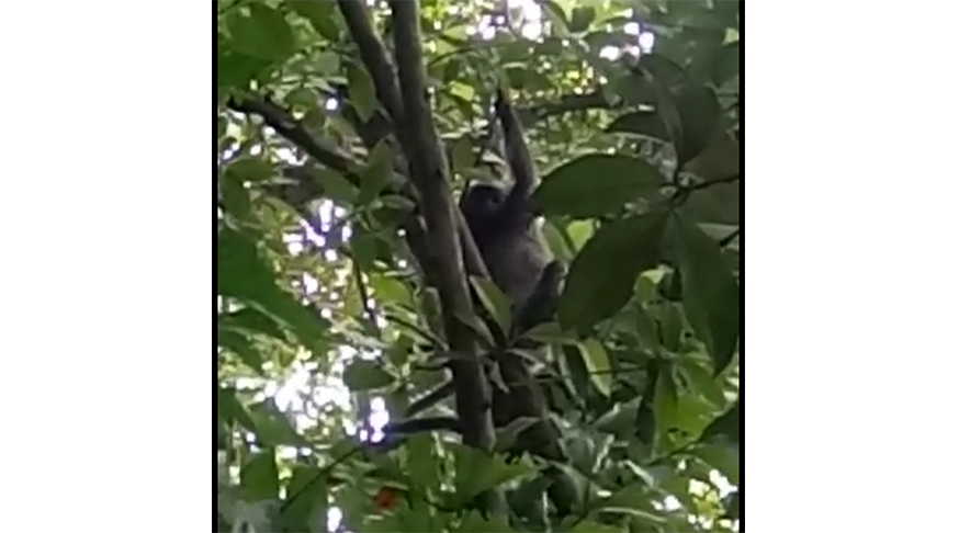 seekor-lutung-terjerat-tali-di-sebuah-pohon-di-kawasan-wisata-pantai-pulau-datok.jpg