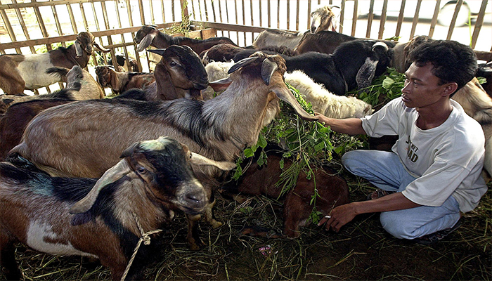 Idul Adha 2022 Berpotensi Beda? Muhammadiyah Tetapkan 9 Juli NU Tunggu Sidang Isbat