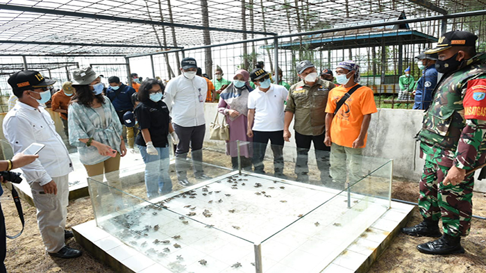 Lestarikan Penyu, Satono dan Wamen ATR/BPN Lepas Tukik di Pantai Selimpai