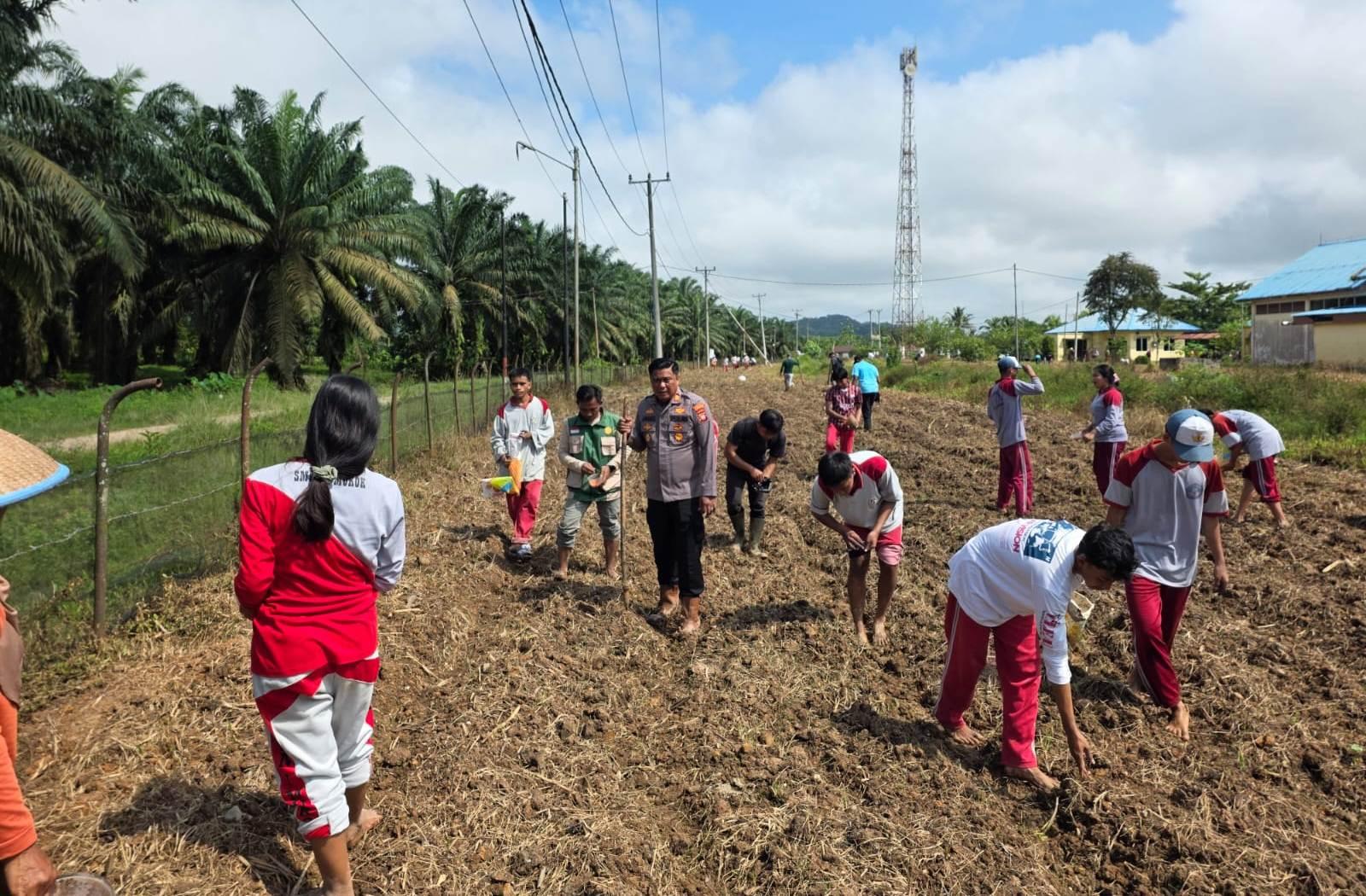 Dukung Asta Cita, Polsek Mukok Turun Langsung Tanam Jagung Bersama Warga