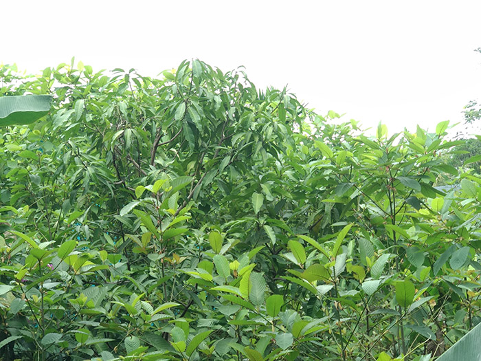 Rencana Daun Kratom Dilarang, Ini Tanggapan Sejumlah Pengusaha di Kapuas Hulu