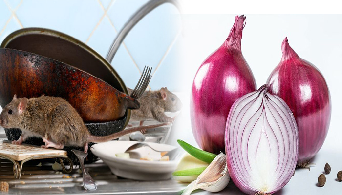 tips-jitu-usir-tikus-dari-rumah-hanya-dengan-bawang-merah.jpg