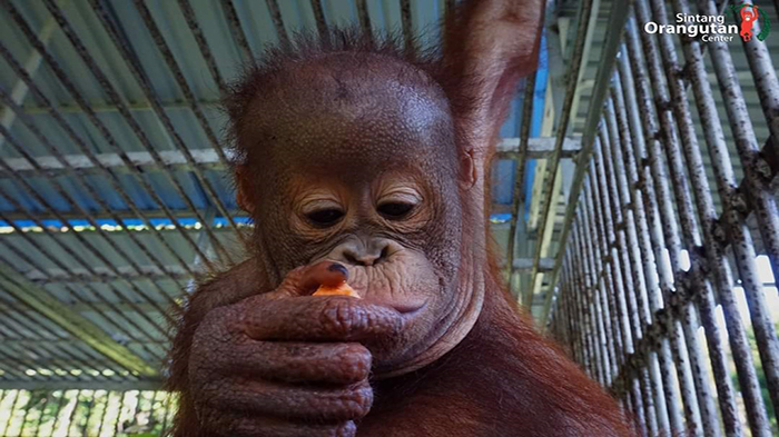tom-bayi-orangutan-yang-mengalami-hematoma.jpg