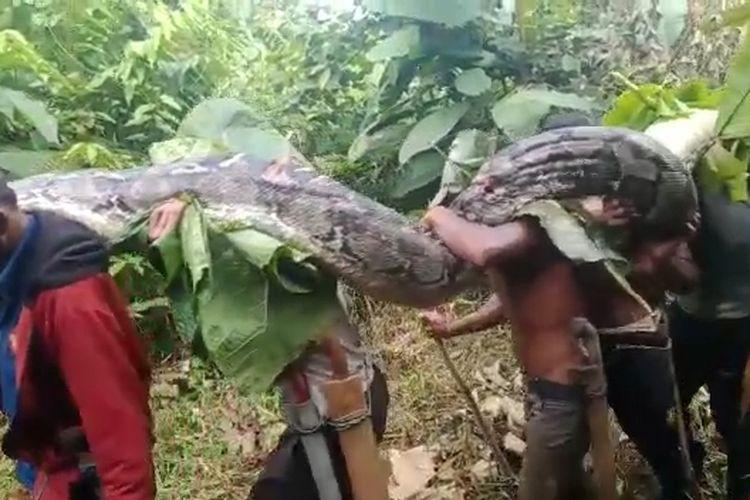Ular 7 Meter Ditemukan Warga Saat Bersihkan Kebun, Ratusan Telurnya Keluar saat Ditebas