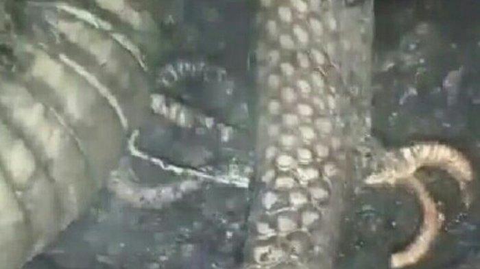 ular-berkaki-yang-ditemukan-mati-terbakar-di-lokasi-karhutla.jpg