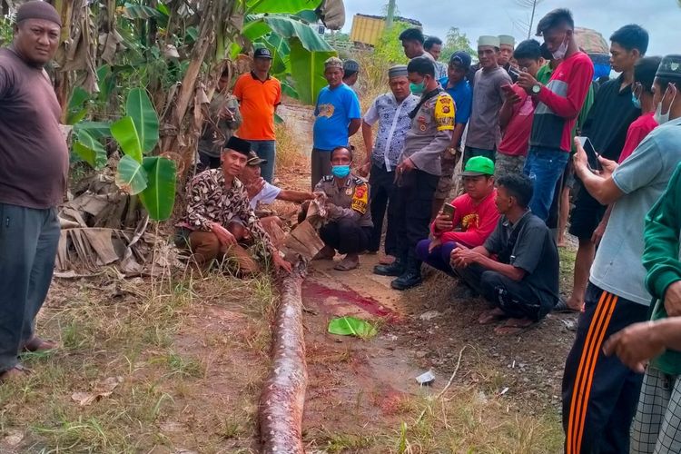Ular Piton Sering Makan Korban ! Berikut Cara Mengatasi Serangan dan Belitan Piton yang Mematikan
