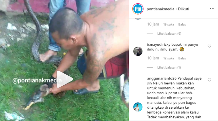 VIDEO: Warga Kembali Tangkap Ular Piton 3 Meter Mangsa Ayam di Pal III Pontianak