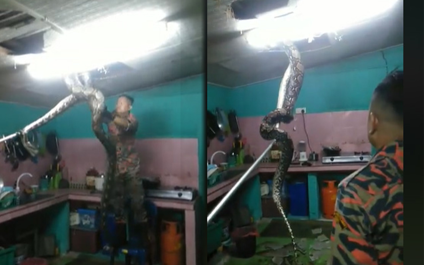 Viral Proses Dramatis Evakuasi Ular Piton Raksasa Dari Plafon Rumah Warga