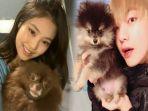 8-potret-menggemaskan-idola-k-pop-dengan-anjing-kesayangan-imutnya-v-bts-hingga-jennie-blackpink.jpg