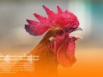 Ayam-Jgo.jpg
