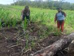 Bintara Penggerak Ketahanan Pangan Polsek Menyuke Lakukan Cekan Progres Tanaman Jagung