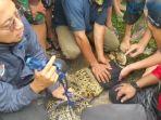 Buaya-berukuran-2-meter-yang-muncul-di-Sungai-Mempawah-tepatnya-di-Jalan-Adiwijaya-Desa-Antibar.jpg