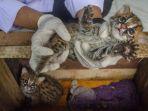 Doa-Tidak-Sengaja-Menabrak-Kucing-Benarkah-Jika-Tak-Dimakamkan-dengan-Baik-bisa-Mengundang-Petaka.jpg